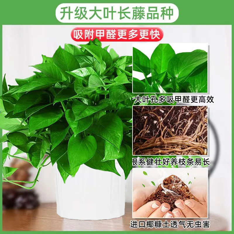 【不带盆绿萝】大叶绿萝可水培土培长藤植物爆盆盆栽观叶大型易活