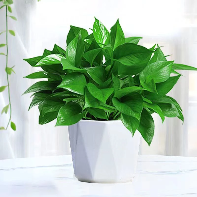 【今日优惠】精品大叶绿萝土培室内花卉长藤植物新房客厅吸甲醛绿植