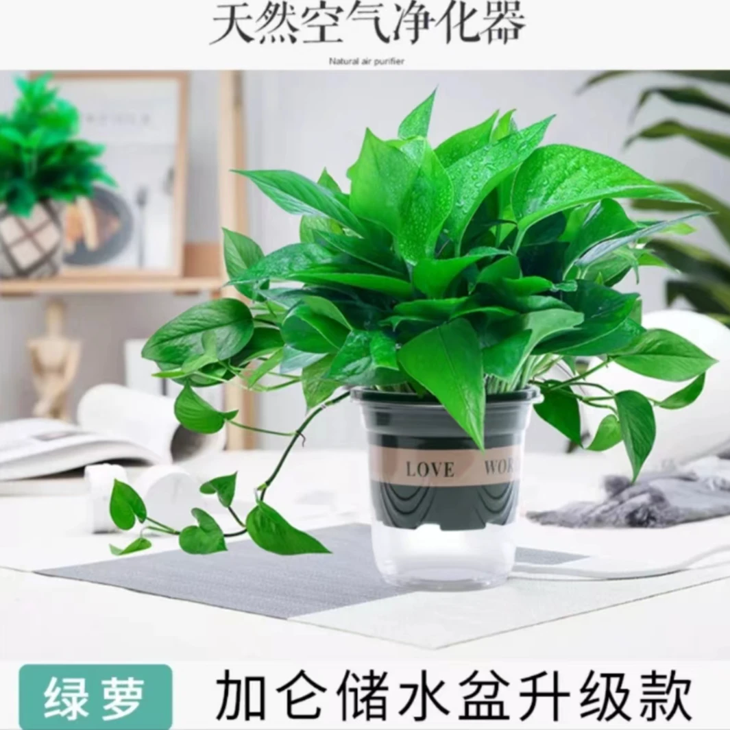 【9.9三盆】小盆绿萝盆栽室内土培客厅吸甲醛绿植好养花卉可长藤