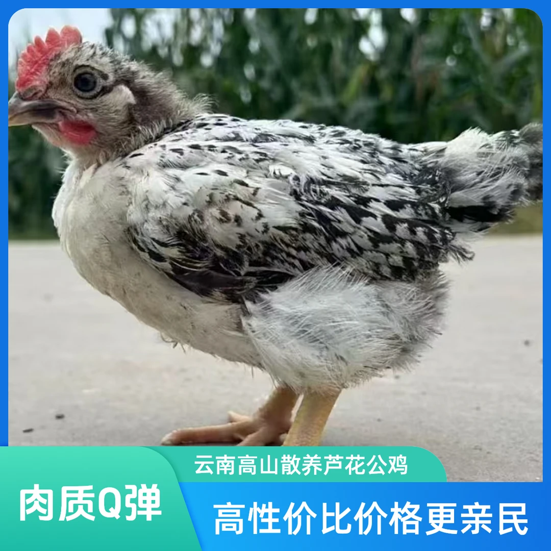云南高山散养芦花公*整鸡 4只(5-6斤)顺丰包邮包路损