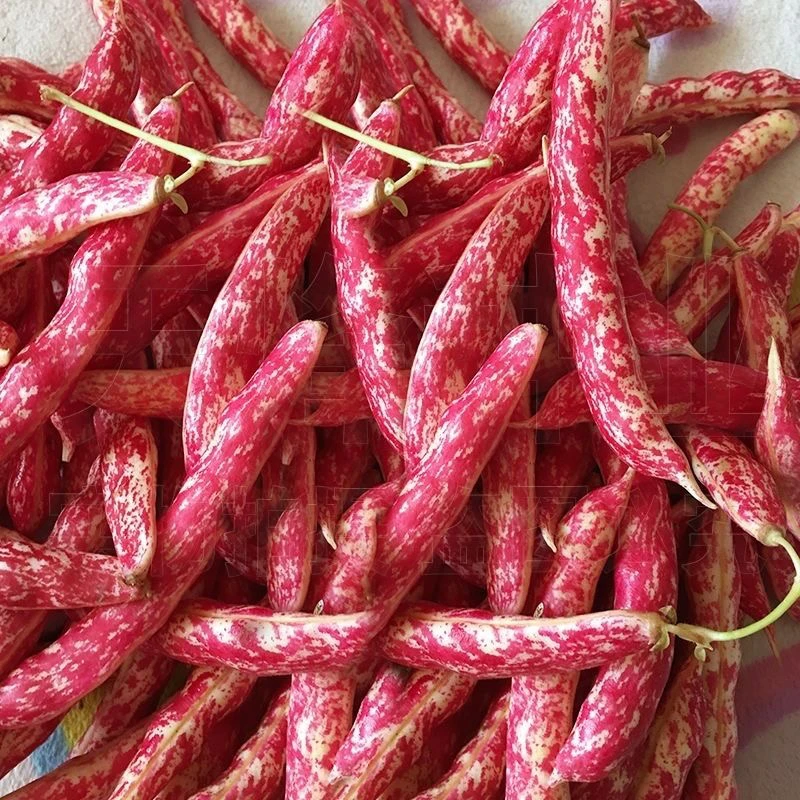 东北红金钩豆角软烂入味豆香味十足当天采摘当天发货