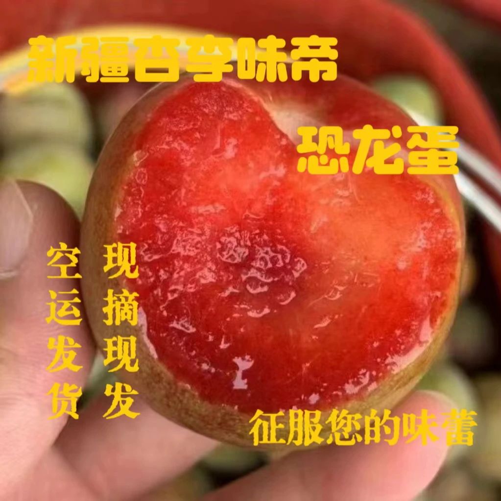 新疆味帝恐龙蛋杏李8分甜2分酸脆爽爆汁应季新鲜采摘空运直发