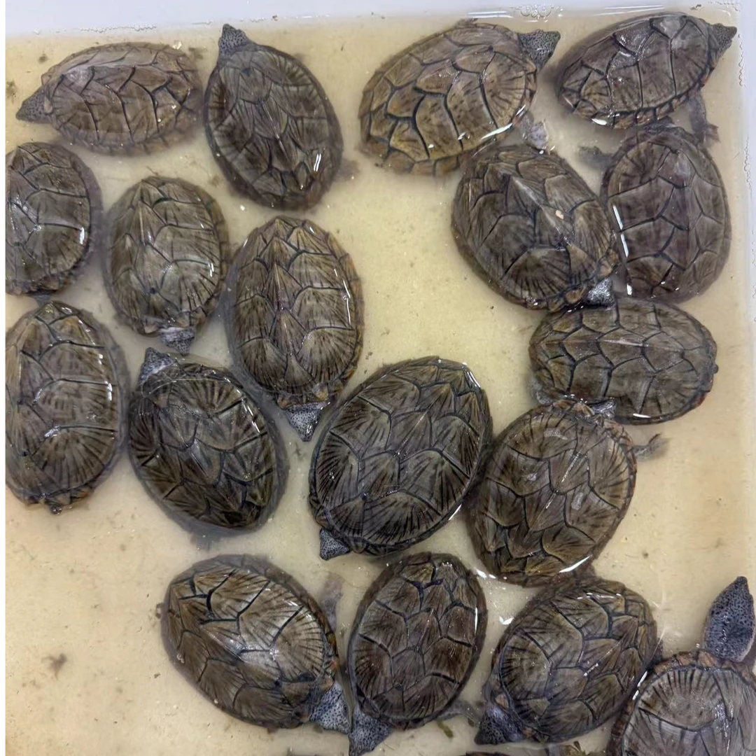 【直播挑选】10-100人工养殖观赏龟直播浅水深水半水龟