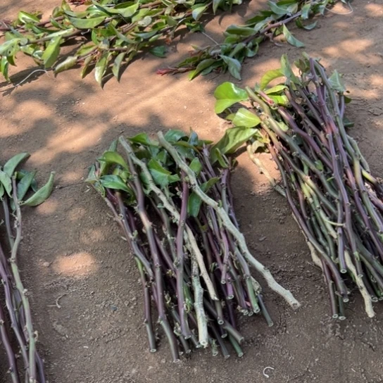 家**宝蟹爪兰杀菌两袋