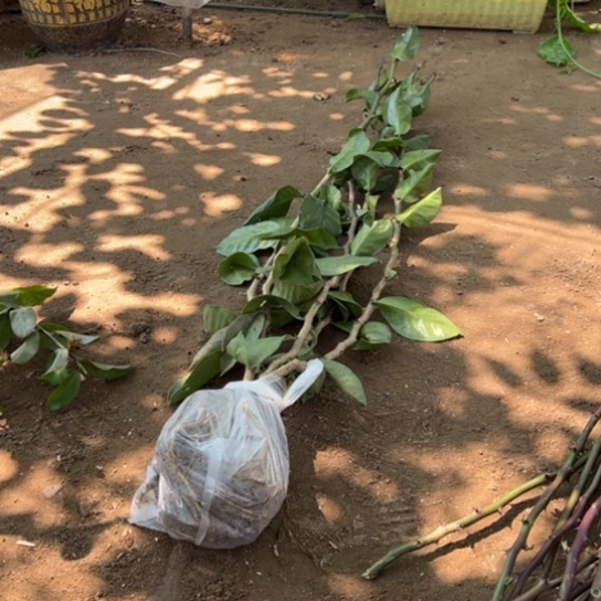 1.5米新叶仙六颗粗0.8左右