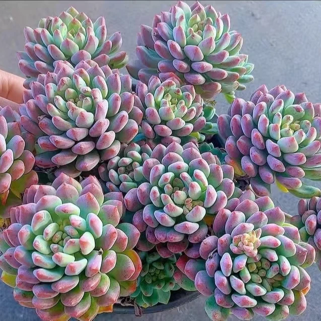 【百丽多肉】松果精灵平安果 满色老桩整桩多肉 植物批发 一单包邮