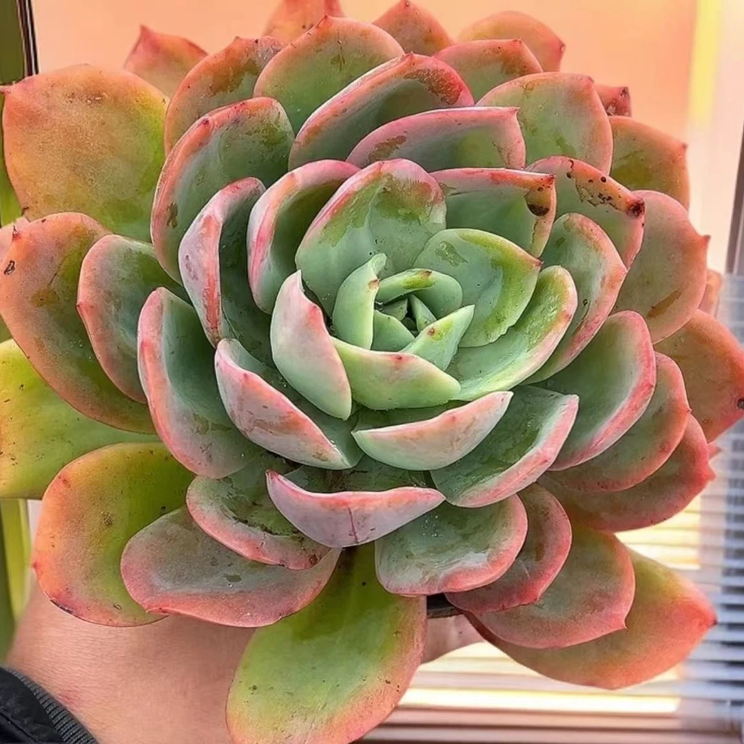 【百丽多肉】精品老桩单头绮罗  多肉植物批发 一单包邮 大福利品 ！