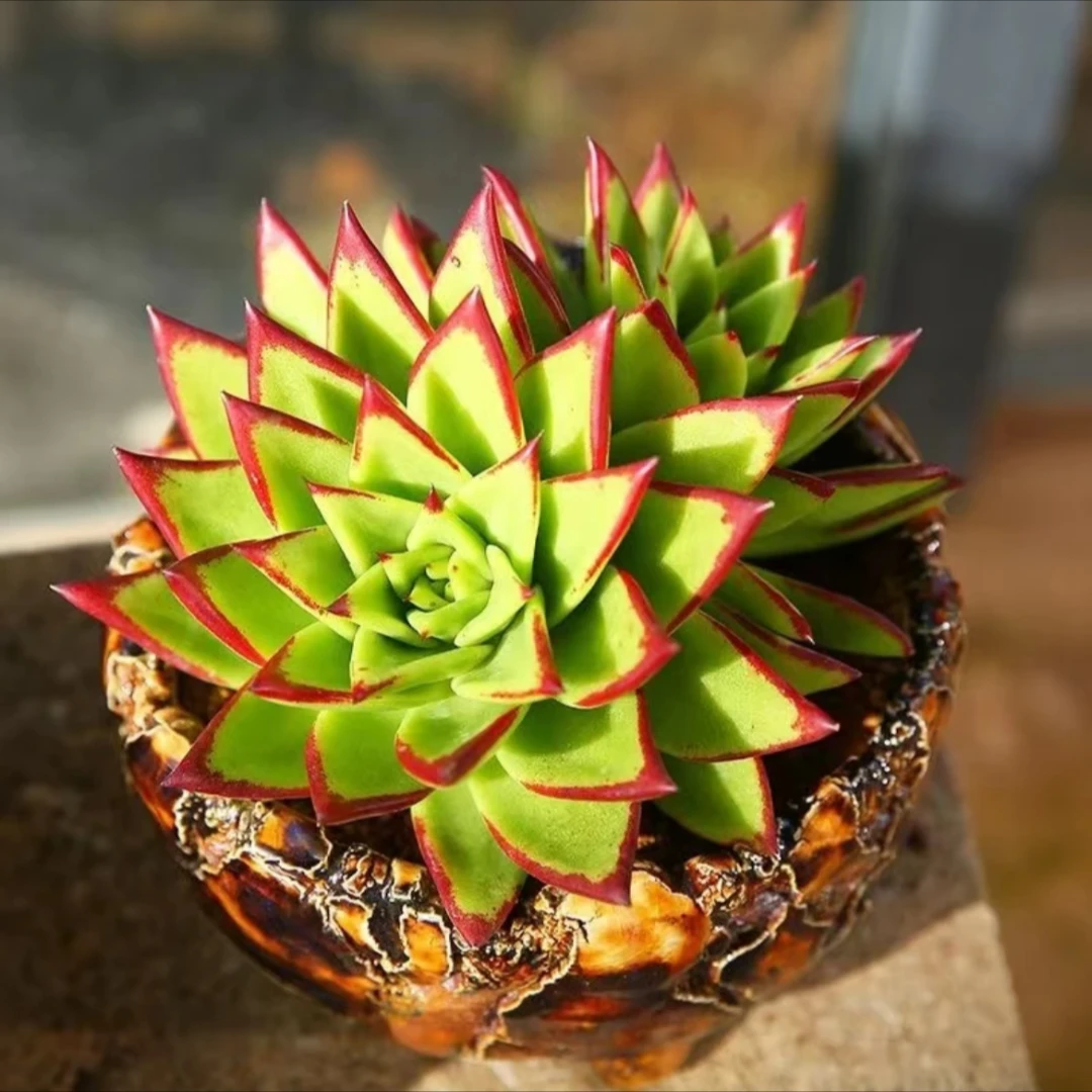 【百丽多肉】精品大口红  整桩多肉植物批发一单包邮大福利品！