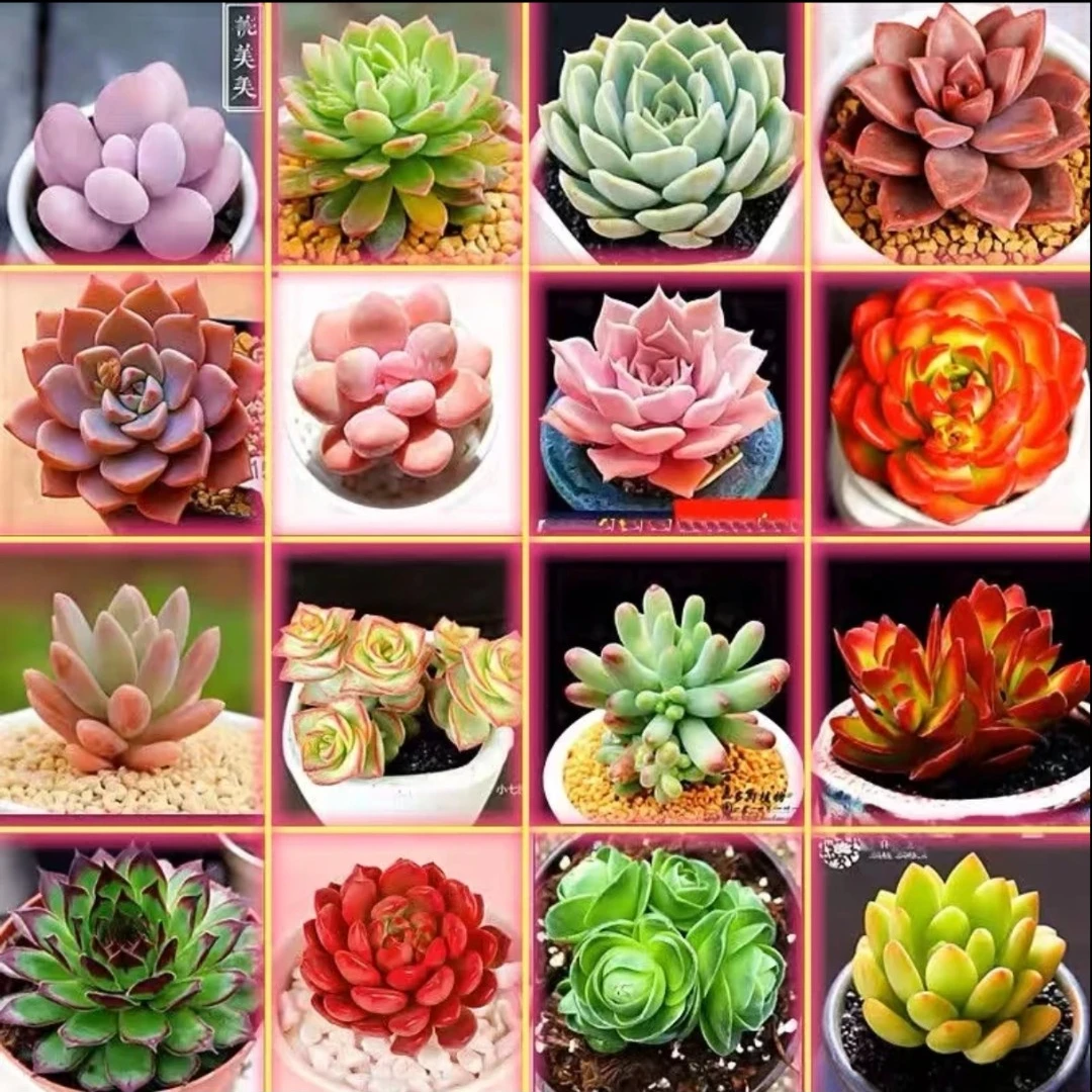 【百丽多肉】新四季平安  拼盘组合多肉植物批发一单包邮大福利品