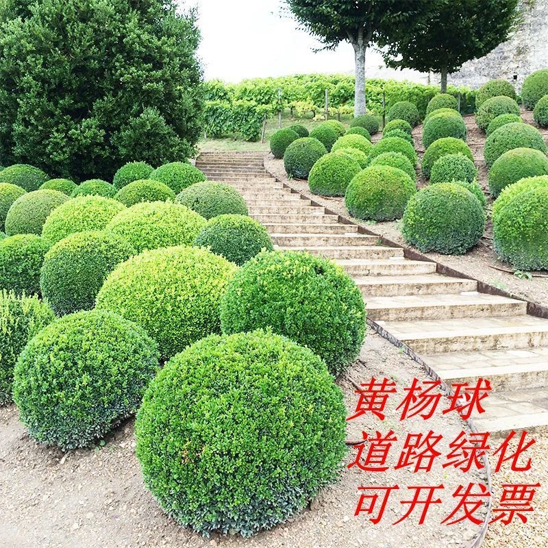 黄杨球庭院绿篱小叶黄杨树苗瓜子盆景四季长青冬青树苗冬青球球型