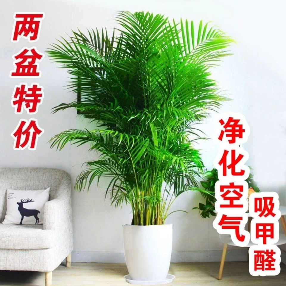 散尾葵凤尾竹盆栽室内客厅吸甲醛植物富贵椰四季长青大型绿植花卉