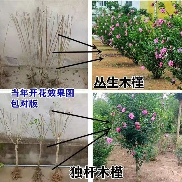 枝舞木槿花树苗重瓣四季可种植庭院绿化耐寒植物卉盆栽地栽苗