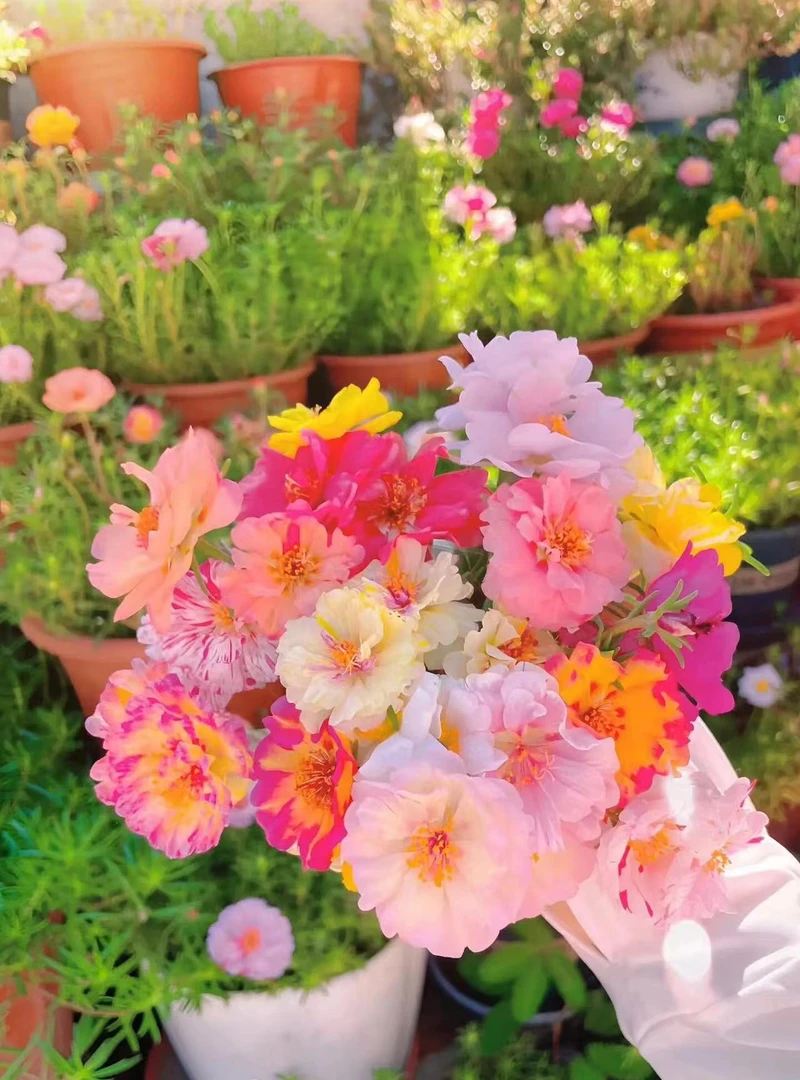 【带根带土】重瓣太阳花苗混色阳台室内好养宿根开花植物