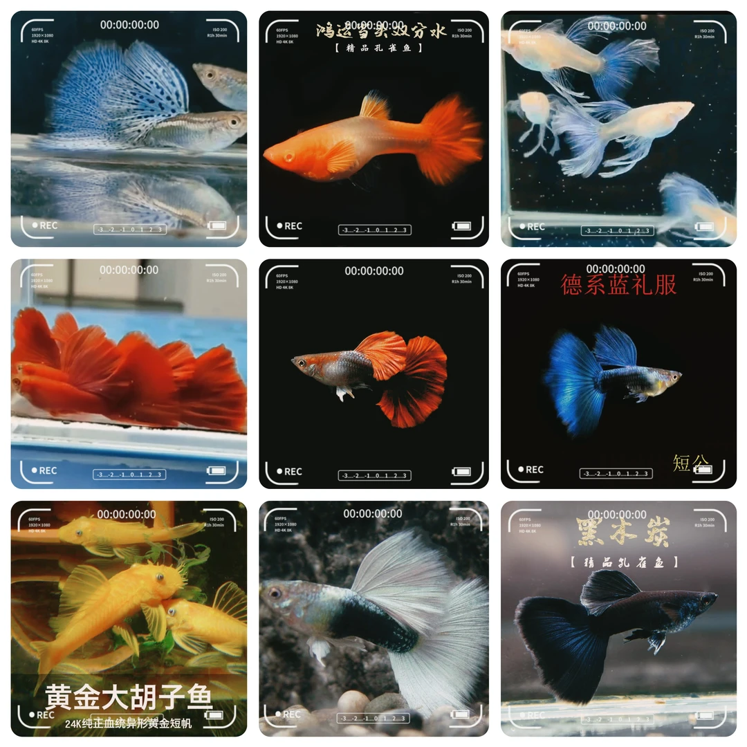 直播付款专用链接【自主下单联系不上的，发试用装饲料一包】