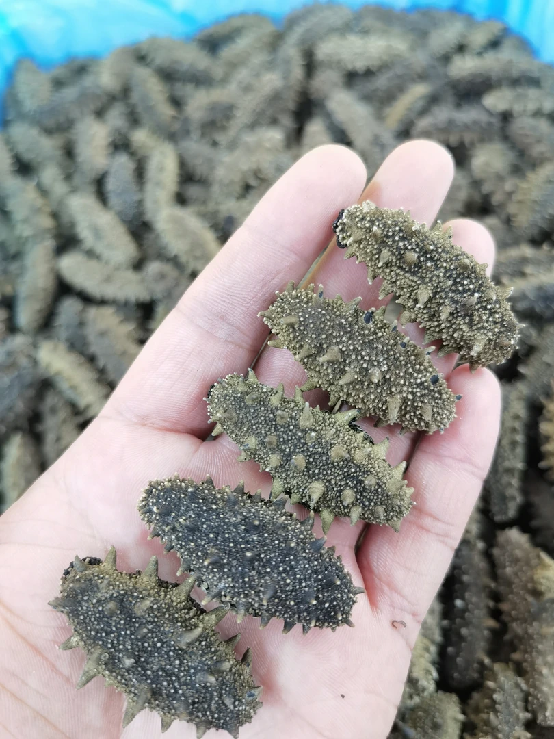 【念因推荐】大连海洋岛底播海参滋补佳品口感新鲜营养丰富-特