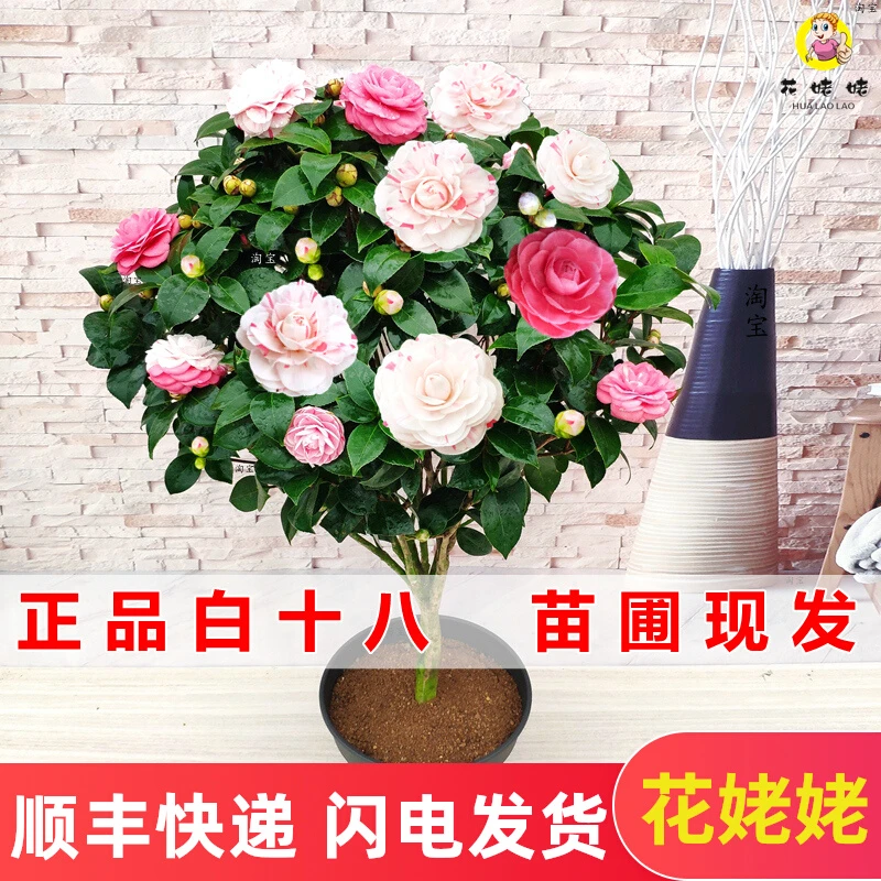 白底十八学士茶花正宗福建经典名贵品种室内盆栽阳台花卉庭院大棵