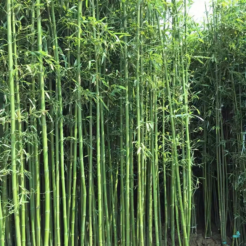 耐寒刚竹苗适合北方种植竹子苗适合庭院绿化道路栽培四季常青精品