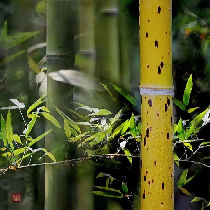 香妃竹泪痕竹斑竹苗适合盆栽贵妃竹苗庭院观赏竹耐寒竹子苗绿化竹