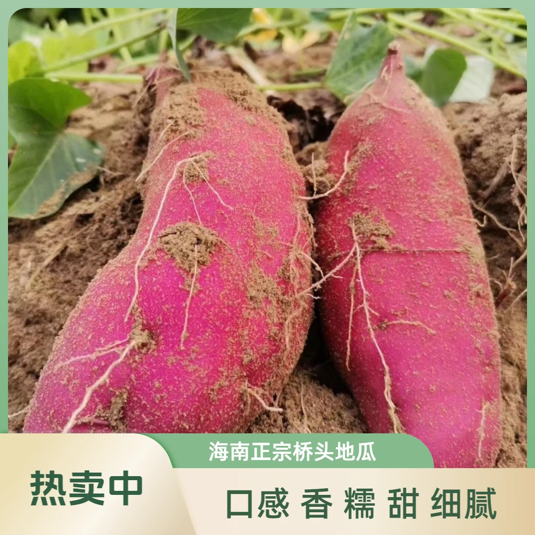 桥头地瓜3斤中果海南澄迈富硒丝滑红薯粉糯甜绵密番薯小红薯
