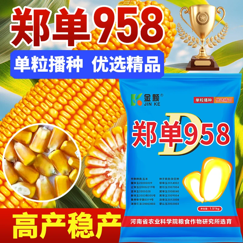【粒金黄】郑单958玉米种子 稳产 耐热 适应广 穗匀籽大抗倒好