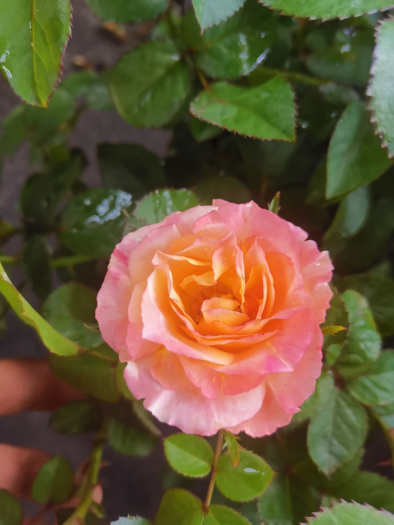 【彩虹布丁】阳台庭院花园楼顶好养护抗病性强花卉绿植月季盆栽地栽