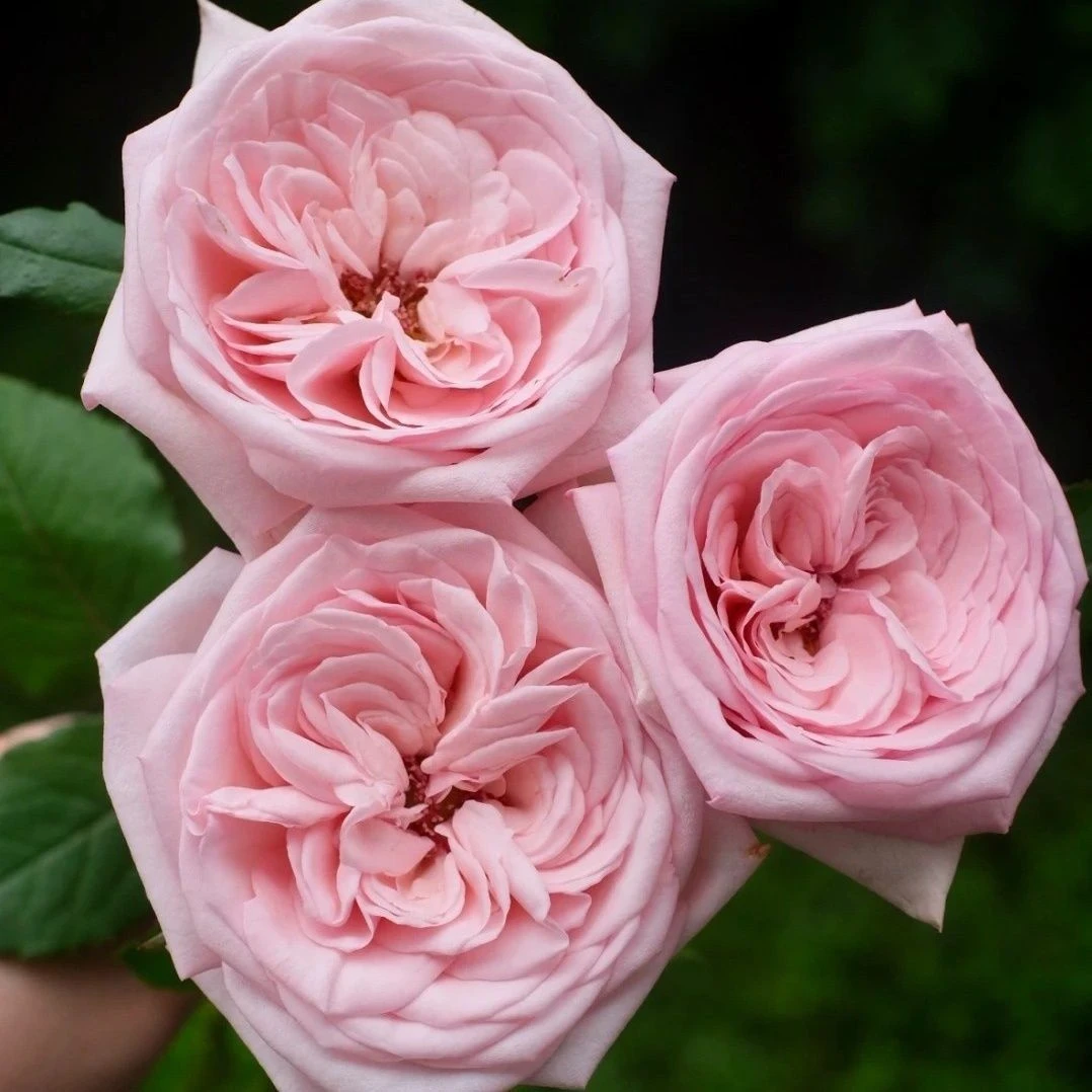 【粉荔枝】阳台庭院花园楼顶好养护抗病性强花卉绿植月季盆栽地栽