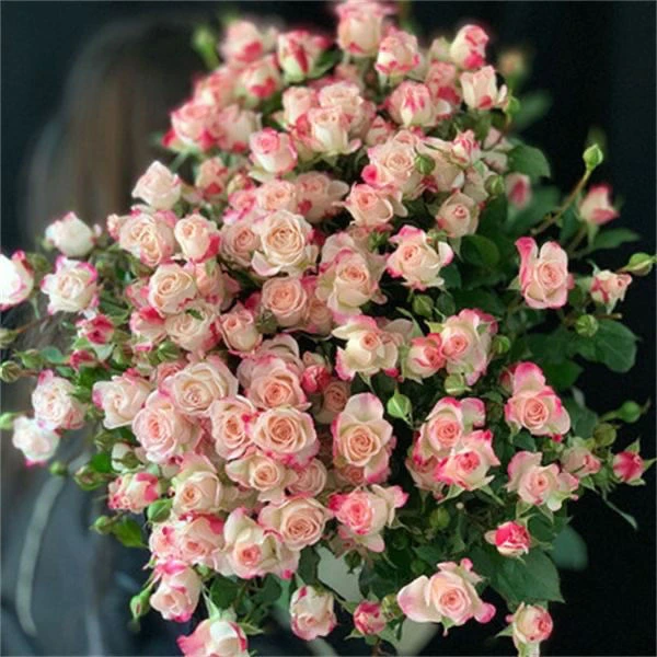 【折射泡泡】多头阳台庭院好养护抗病性强四季开花花卉绿植月季盆栽