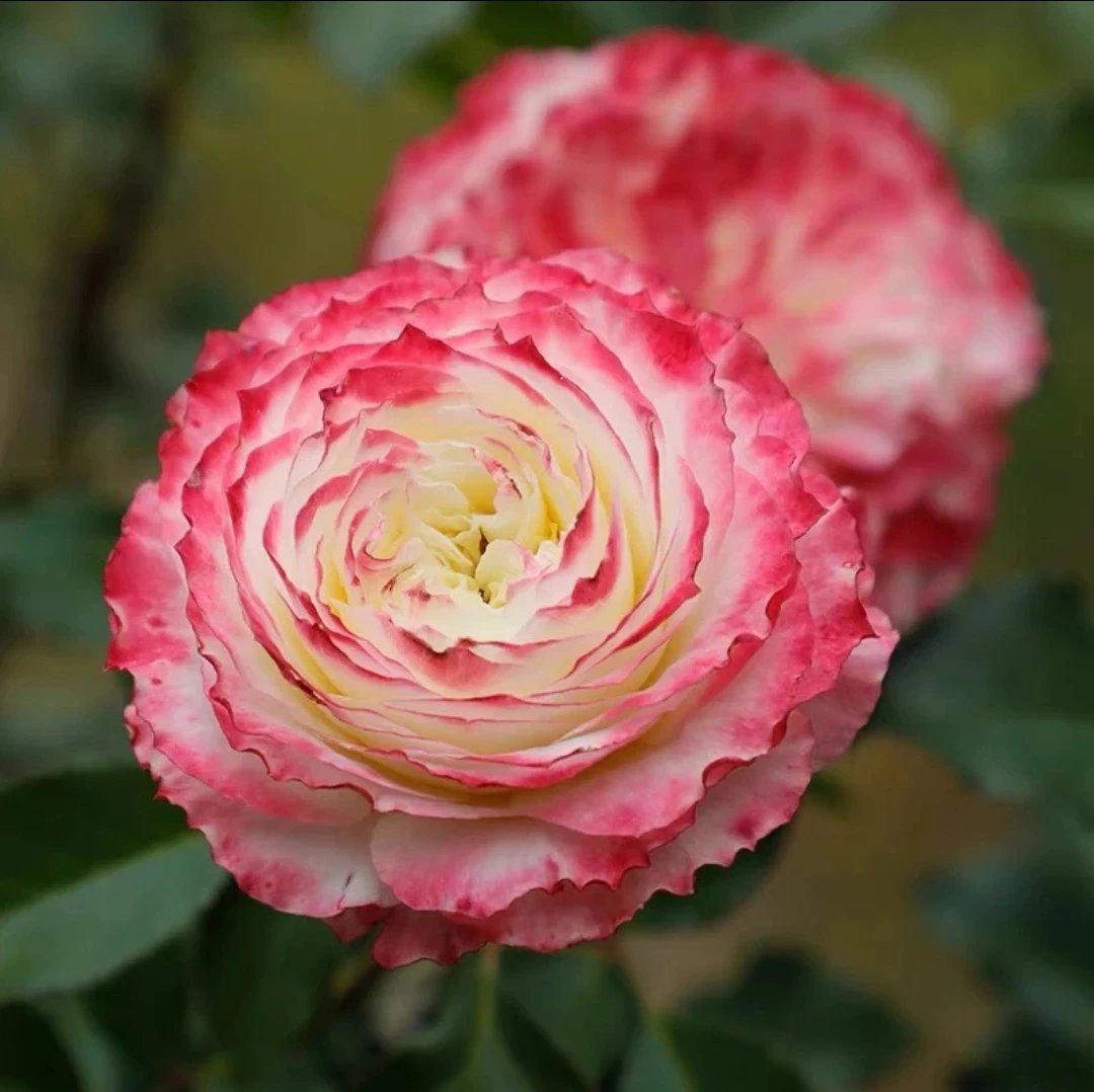 【初妆】阳台庭院花园楼顶好养护抗病性强花卉绿植月季盆栽