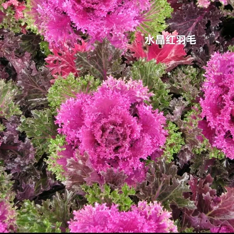 冬日里的雪莲花羽衣甘蓝