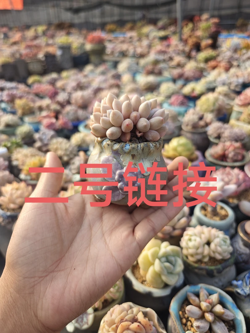 小鹿园艺多肉上新11-20号