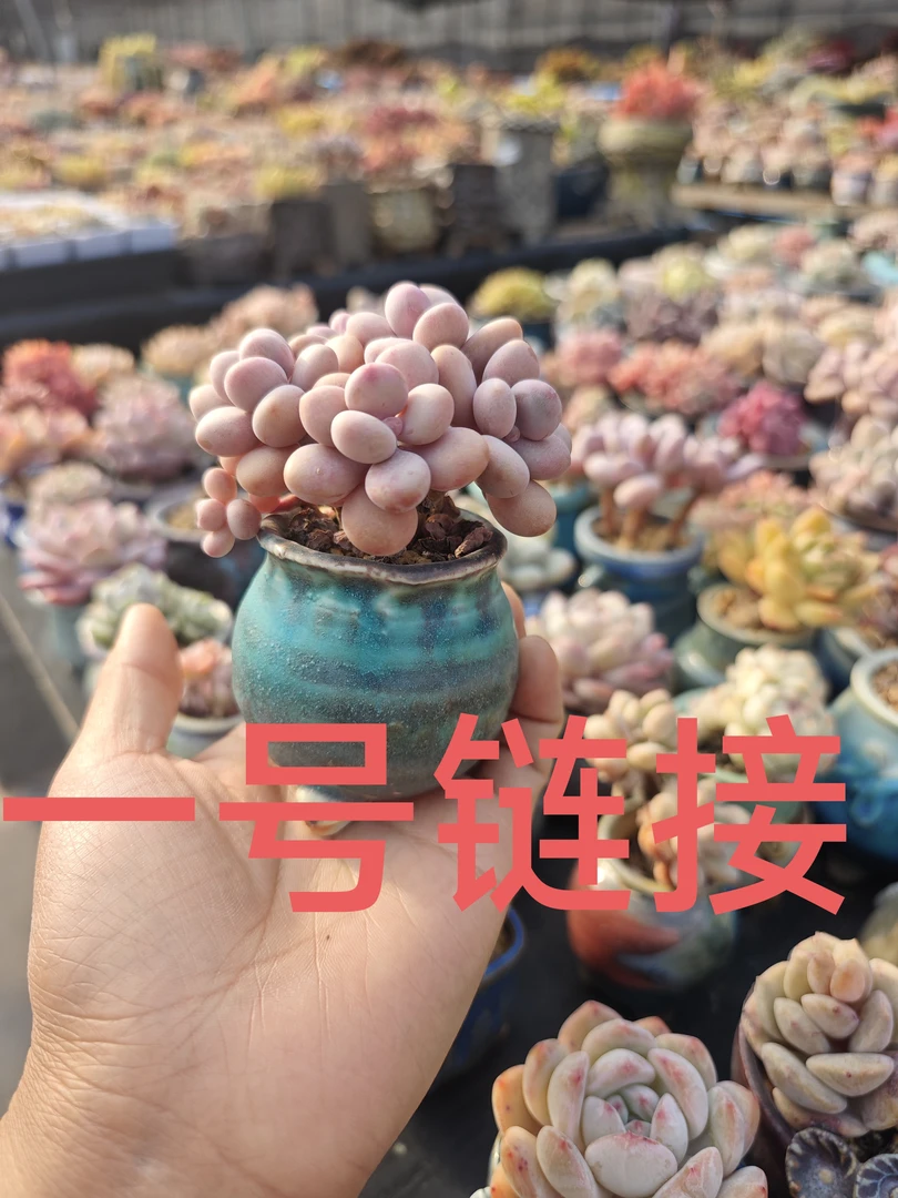 小鹿园艺满58包邮14号1-10