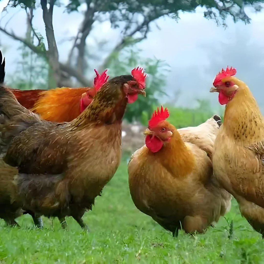 乡下土鸡、山林土鸡、农村散养土鸡、粮食鸡