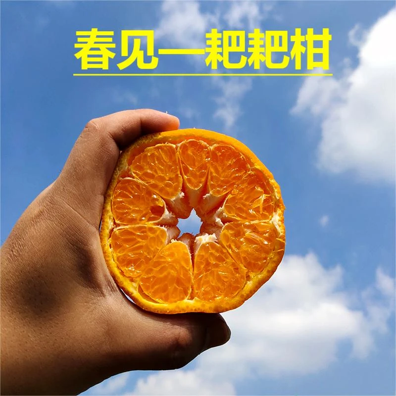 【京东/顺丰快递 送货上门】现摘鲜果 四川蒲江春见耙耙柑5/8/9斤