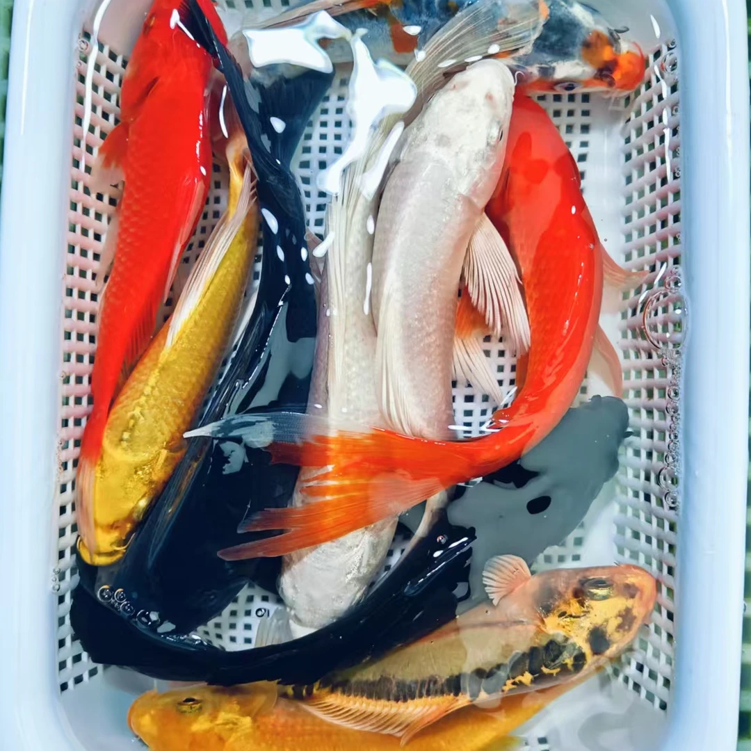 【到手10条】10-13cm 2黄2红草2白2龙2黑  龙系混搭 锦鲤观赏鱼