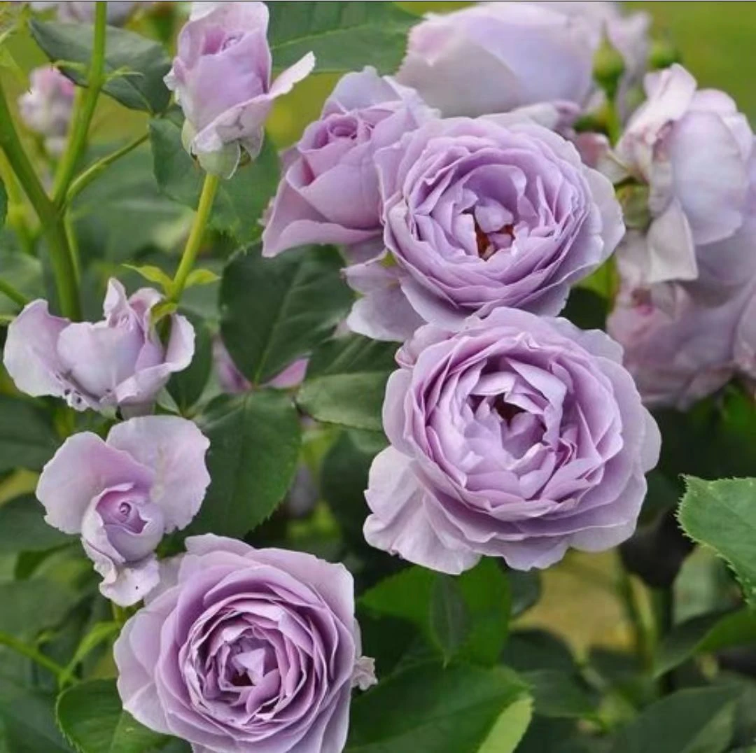 芊朵【蓝色风暴】1加仑盆大花浓香盆栽原盆原土