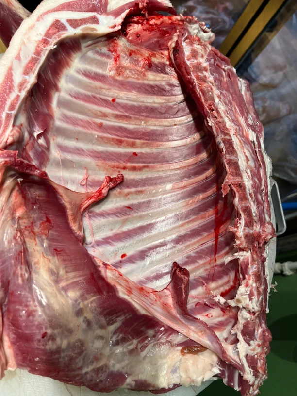 新疆阿勒泰草膘小羊羔  前腿带排