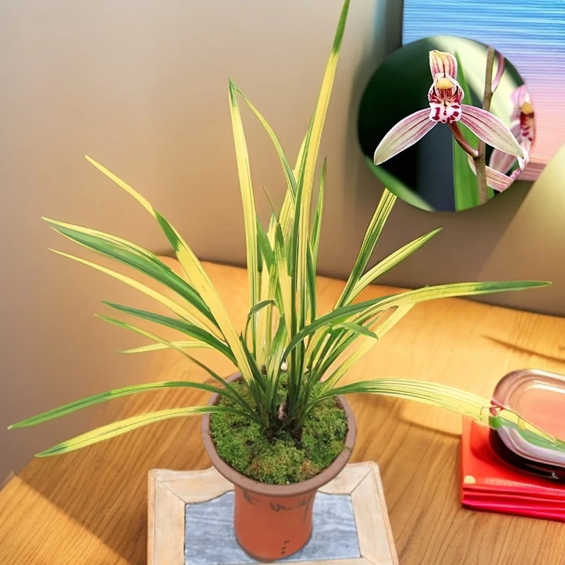 兰花直播专属一物一拍建兰蕙兰墨兰春兰莲瓣春剑艺草绿植花卉客厅