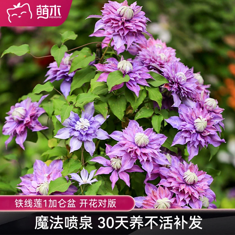 萌木郭姐【魔法喷泉1加仑】铁线莲爬藤植物花墙阳台盆栽庭院花园