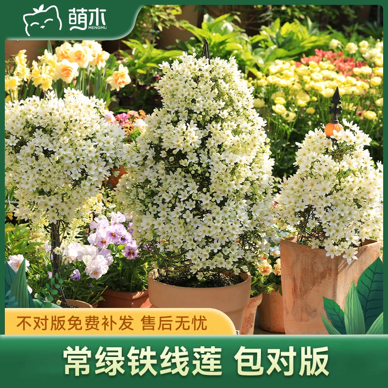 萌木郭姐专属【银币-1.5加仑】爬藤植物花墙阳台盆栽庭院
