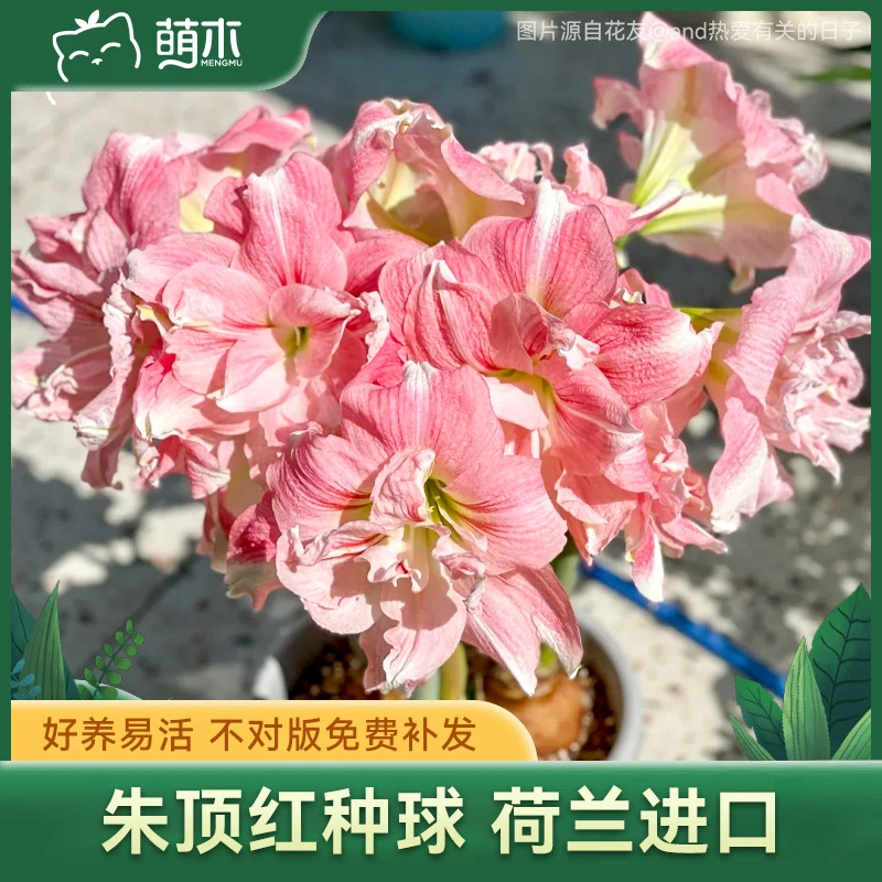萌木【荷兰朱顶红】 进口种球条纹黛丝爱神精灵室内盆栽植物花卉