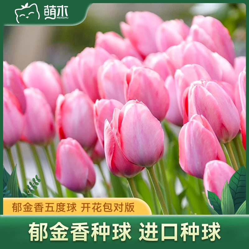 萌木【郭姐】荷兰进口5度球【郁金香种球】类花卉花种子单重瓣可盆栽