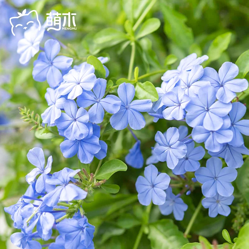 萌木 【蓝雪花】1加仑盆栽花苗雪蓝花小苗带花苞