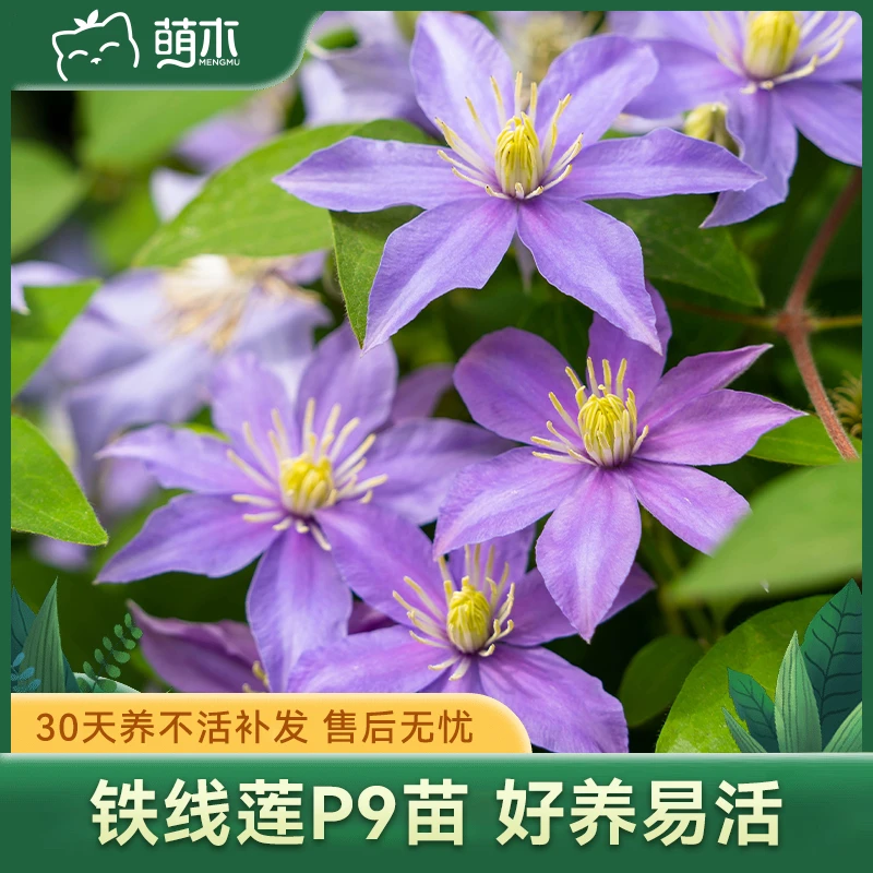 萌木【粉丝福利】铁线莲P9小苗  水面妖精九重爬藤花卉盆栽苗