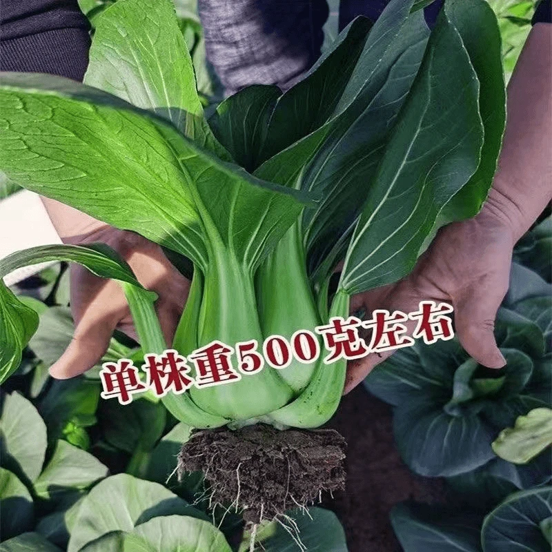 黑大头大叶抗病青矮脚耐高温大产量高四季播蔬菜种子南北四季菜种