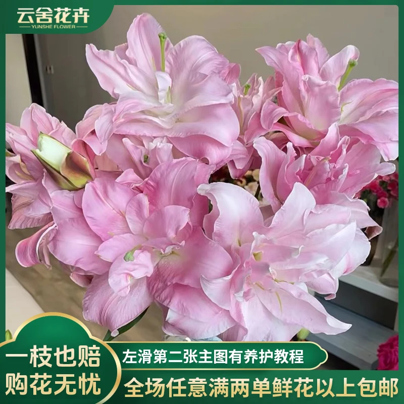 【云舍花卉】【双钻】重瓣百合 全场任意满两单及以上鲜花包邮发货