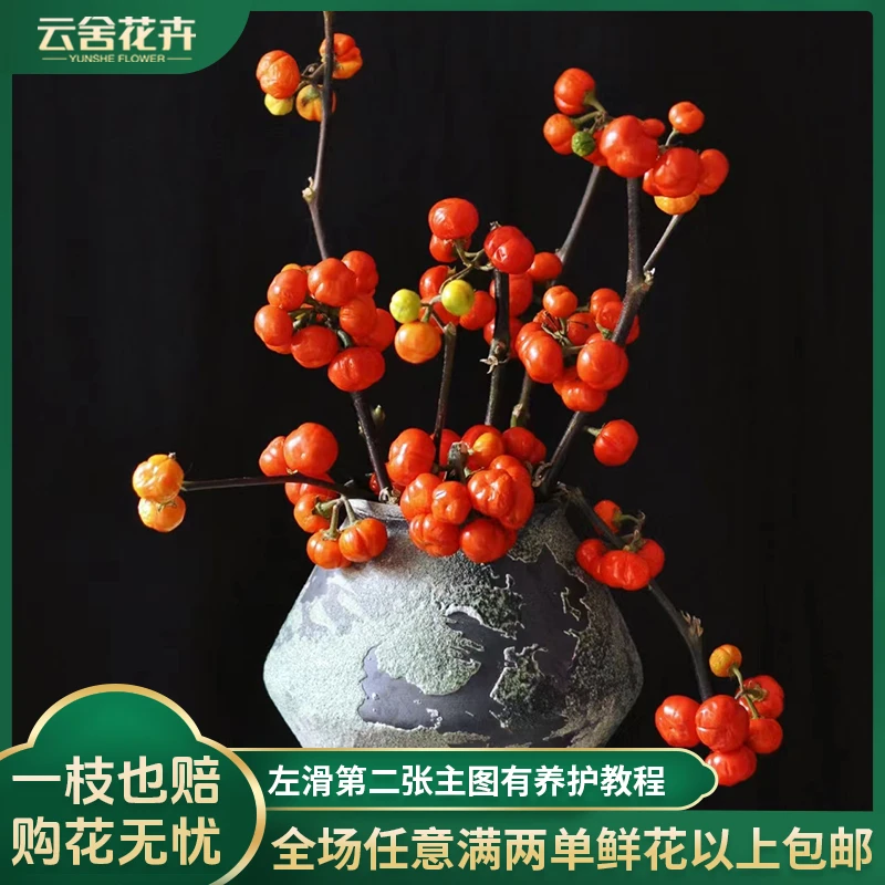 【云舍花卉】【80cm】左右小南瓜一扎单件包邮发货【不参与凑单】