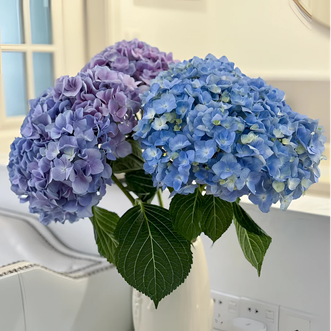 【花千氧】大海蓝绣球2支装夏季好开好养云南鲜花鲜切水养教师节