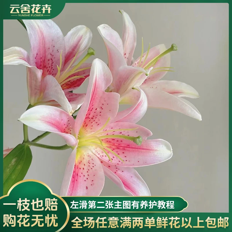 【云舍花卉】梯伯单瓣百合任意两单以上包邮鲜花