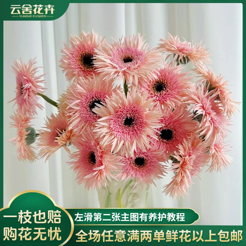 【云舍花卉】【粉拉丝】非洲菊全场任意满两单及以上鲜花包邮发货