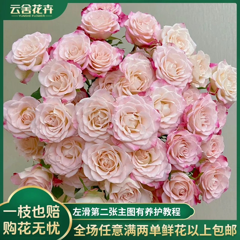 【云舍花卉】【浅笑嫣然】A级折射多头玫瑰任意两单以上发货